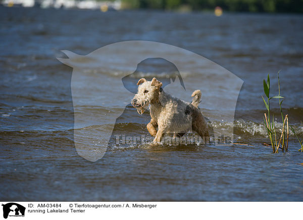 running Lakeland Terrier / AM-03484