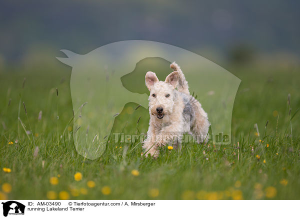 running Lakeland Terrier / AM-03490