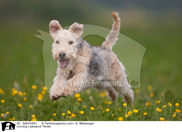 rennender Lakeland Terrier / running Lakeland Terrier / AM-03491