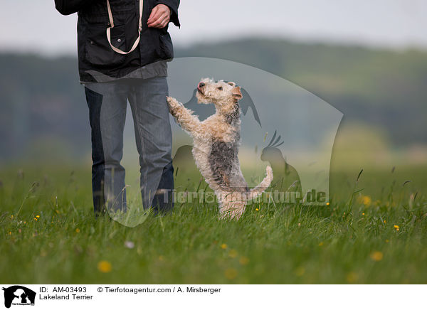 Lakeland Terrier / AM-03493