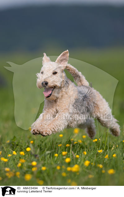 rennender Lakeland Terrier / running Lakeland Terrier / AM-03494