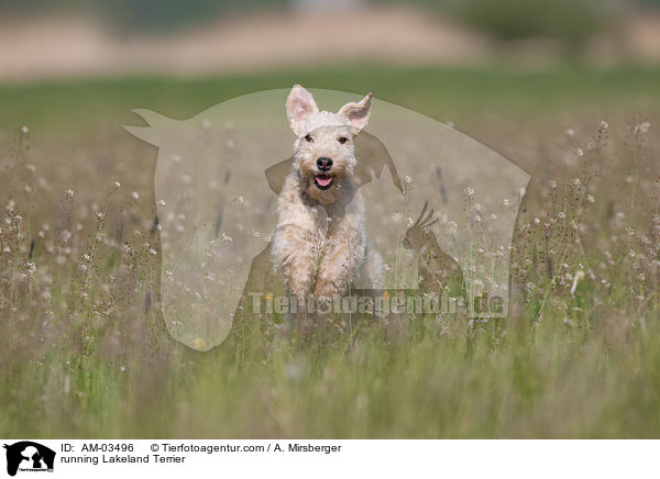 rennender Lakeland Terrier / running Lakeland Terrier / AM-03496