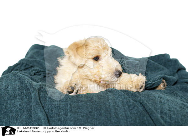 Lakeland Terrier Welpe im Studio / Lakeland Terrier puppy in the studio / MW-12932