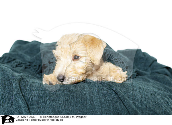 Lakeland Terrier Welpe im Studio / Lakeland Terrier puppy in the studio / MW-12933