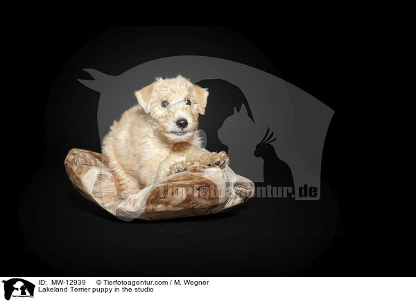 Lakeland Terrier Welpe im Studio / Lakeland Terrier puppy in the studio / MW-12939