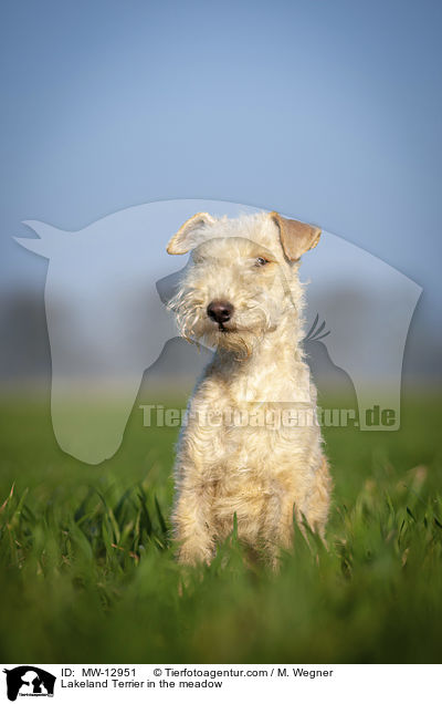 Lakeland Terrier auf der Wiese / Lakeland Terrier in the meadow / MW-12951