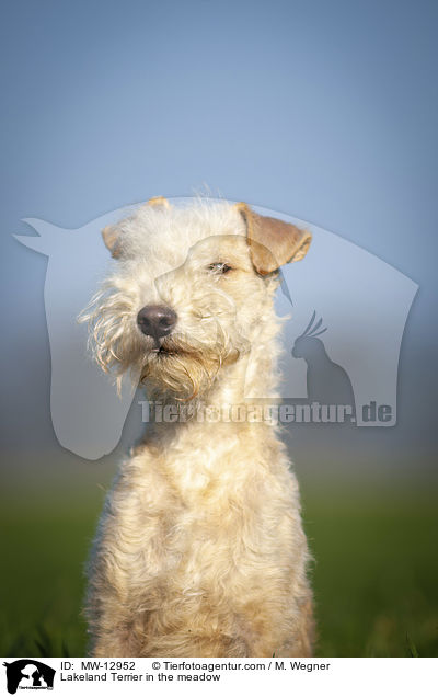 Lakeland Terrier auf der Wiese / Lakeland Terrier in the meadow / MW-12952