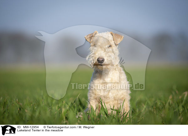 Lakeland Terrier auf der Wiese / Lakeland Terrier in the meadow / MW-12954