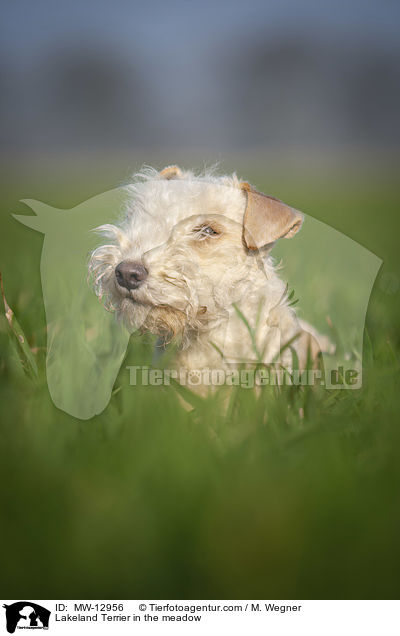 Lakeland Terrier auf der Wiese / Lakeland Terrier in the meadow / MW-12956