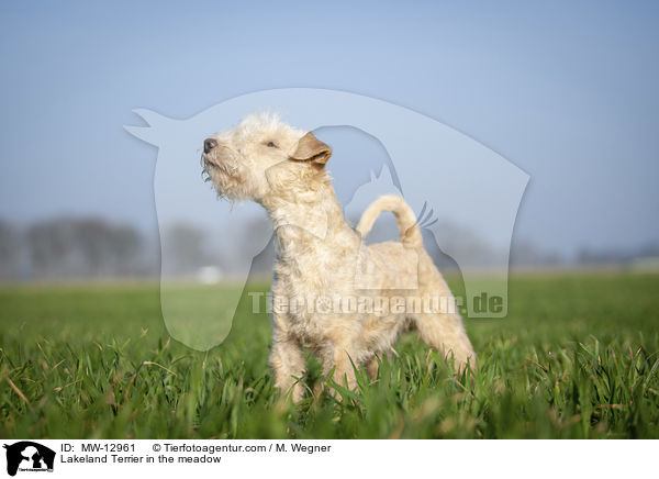 Lakeland Terrier auf der Wiese / Lakeland Terrier in the meadow / MW-12961