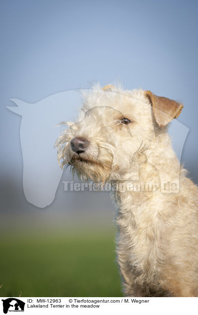 Lakeland Terrier auf der Wiese / Lakeland Terrier in the meadow / MW-12963