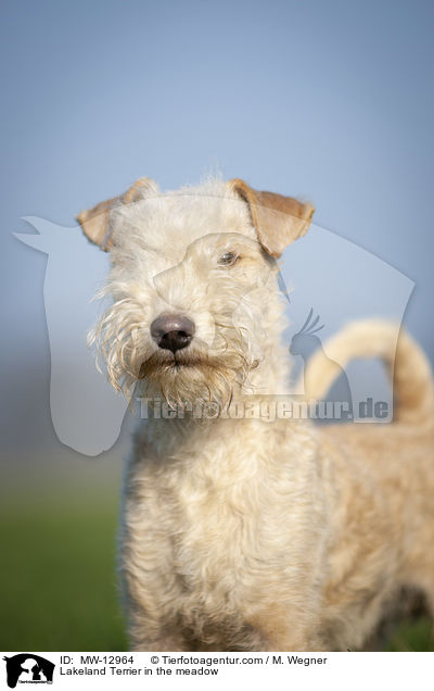 Lakeland Terrier auf der Wiese / Lakeland Terrier in the meadow / MW-12964