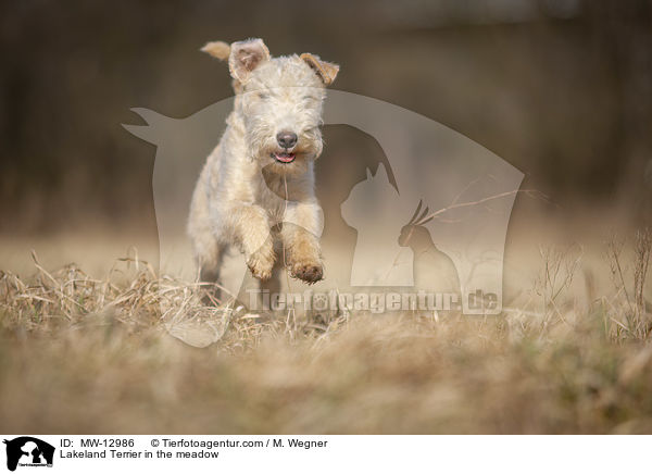 Lakeland Terrier auf der Wiese / Lakeland Terrier in the meadow / MW-12986