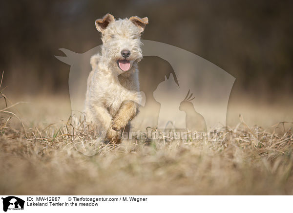 Lakeland Terrier auf der Wiese / Lakeland Terrier in the meadow / MW-12987