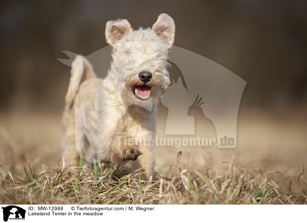 Lakeland Terrier auf der Wiese / Lakeland Terrier in the meadow / MW-12988