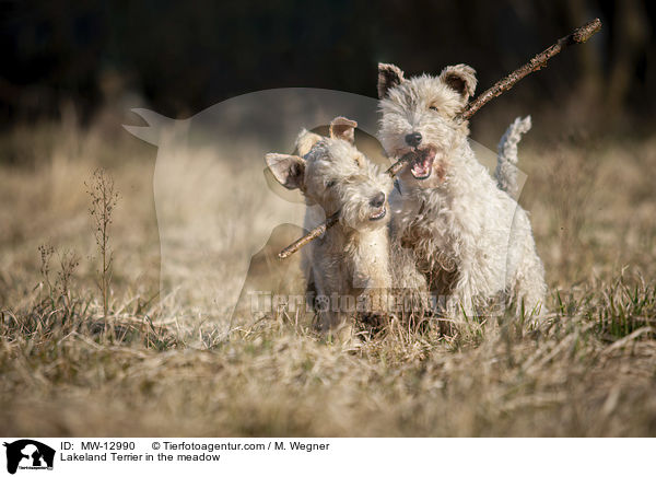 Lakeland Terrier auf der Wiese / Lakeland Terrier in the meadow / MW-12990