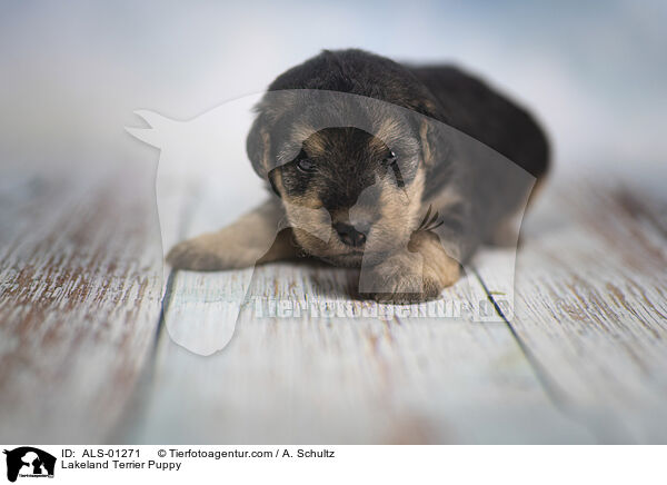 Lakeland Terrier Welpe / Lakeland Terrier Puppy / ALS-01271