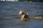 running Lakeland Terrier