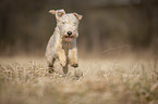 Lakeland Terrier in the meadow