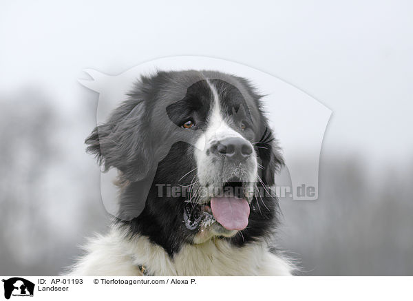 Landseer / Landseer / AP-01193