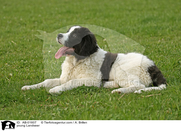 young Landseer / AB-01607