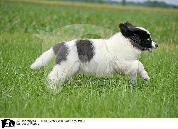 Landseer Puppy / MR-05272