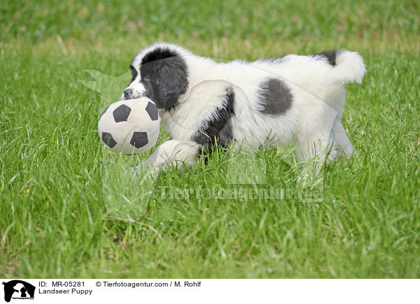 Landseer Welpe / Landseer Puppy / MR-05281