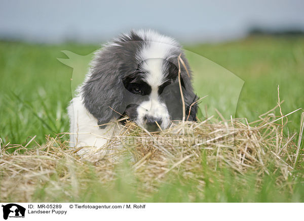 Landseer Puppy / MR-05289