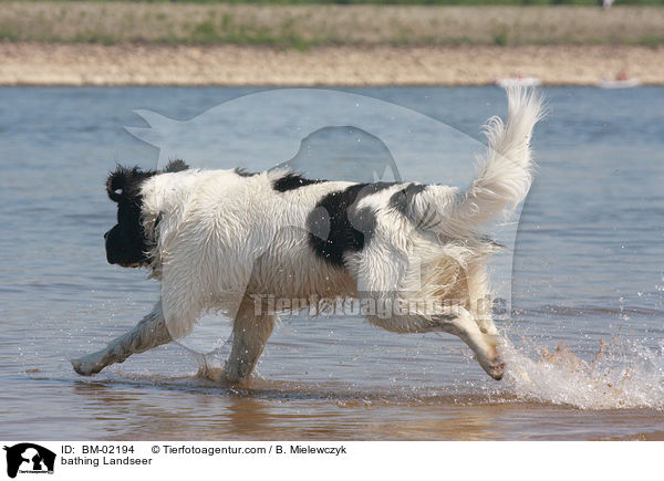 bathing Landseer / BM-02194