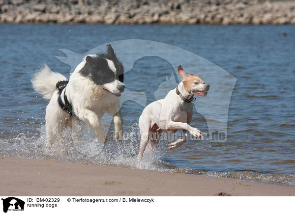 running dogs / BM-02329