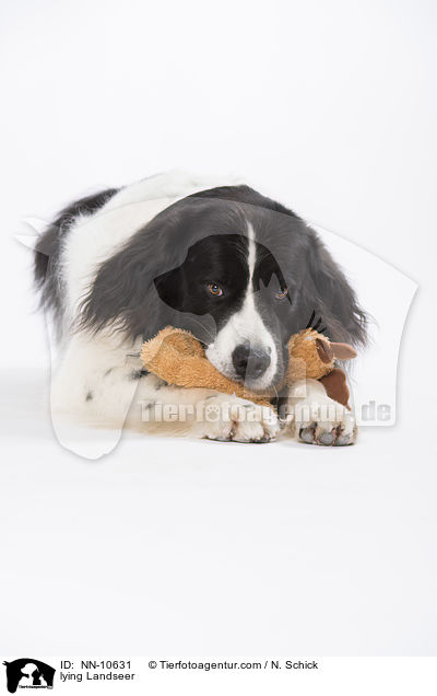 liegender Landseer / lying Landseer / NN-10631