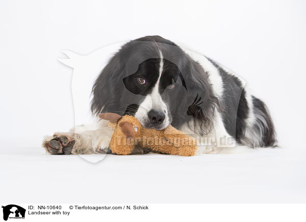 Landseer mit Spielzeug / Landseer with toy / NN-10640