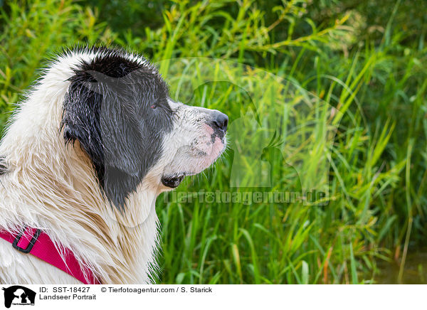 Landseer Portrait / SST-18427