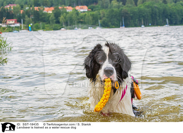 Landseer wird ausgebildet zum Wasserrettungshund / Landseer is trained as a water rescue dog / SST-18435