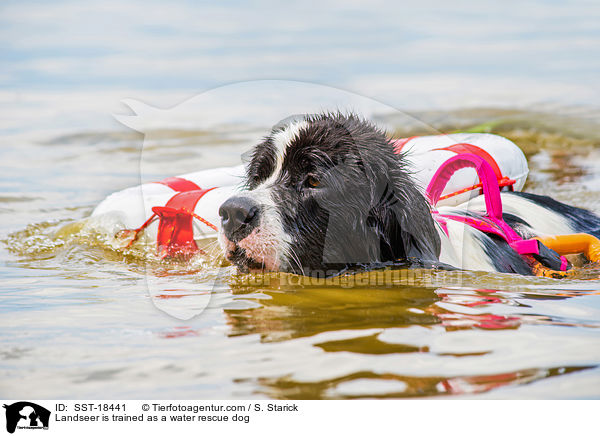 Landseer is trained as a water rescue dog / SST-18441