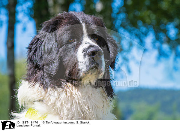 Landseer Portrait / SST-18476