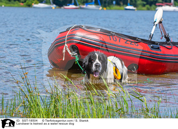 Landseer wird ausgebildet zum Wasserrettungshund / Landseer is trained as a water rescue dog / SST-18504