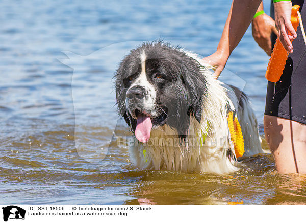 Landseer is trained as a water rescue dog / SST-18506