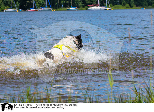 Landseer is trained as a water rescue dog / SST-18507