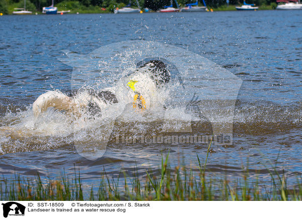 Landseer is trained as a water rescue dog / SST-18509