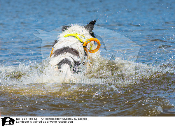 Landseer is trained as a water rescue dog / SST-18512