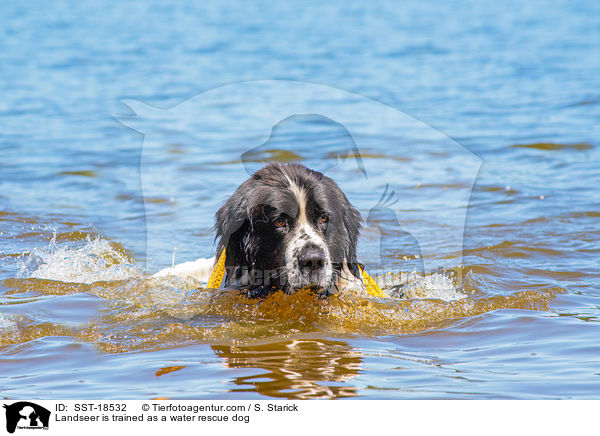 Landseer is trained as a water rescue dog / SST-18532