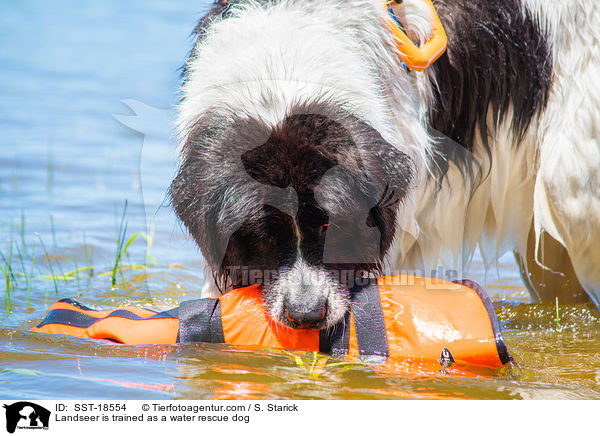 Landseer wird ausgebildet zum Wasserrettungshund / Landseer is trained as a water rescue dog / SST-18554