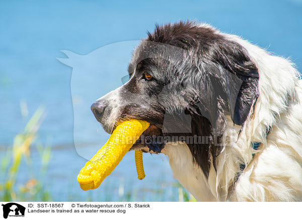 Landseer wird ausgebildet zum Wasserrettungshund / Landseer is trained as a water rescue dog / SST-18567