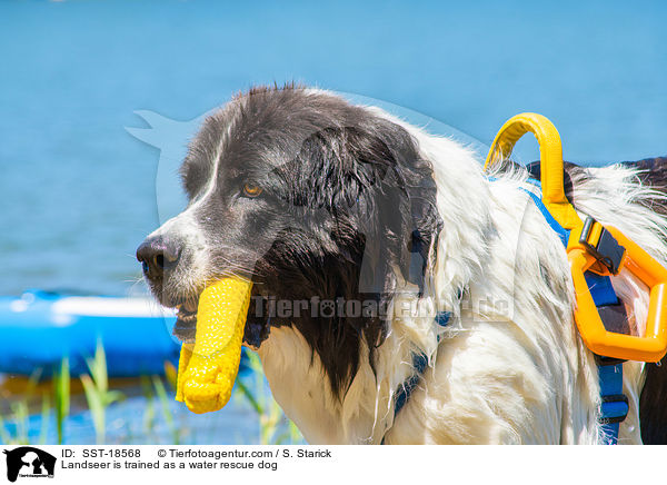 Landseer wird ausgebildet zum Wasserrettungshund / Landseer is trained as a water rescue dog / SST-18568