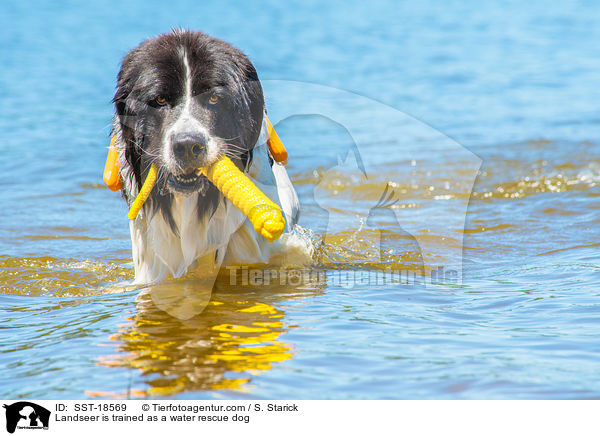 Landseer wird ausgebildet zum Wasserrettungshund / Landseer is trained as a water rescue dog / SST-18569