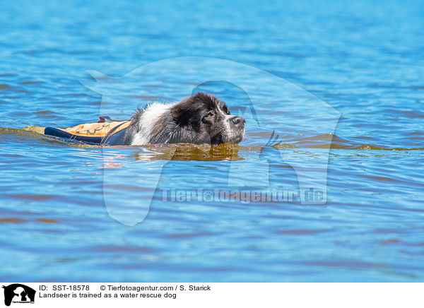 Landseer wird ausgebildet zum Wasserrettungshund / Landseer is trained as a water rescue dog / SST-18578