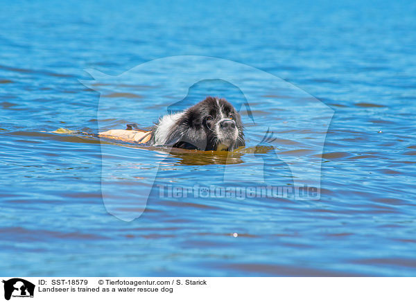 Landseer wird ausgebildet zum Wasserrettungshund / Landseer is trained as a water rescue dog / SST-18579