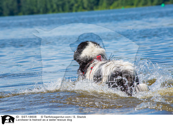 Landseer wird ausgebildet zum Wasserrettungshund / Landseer is trained as a water rescue dog / SST-18608