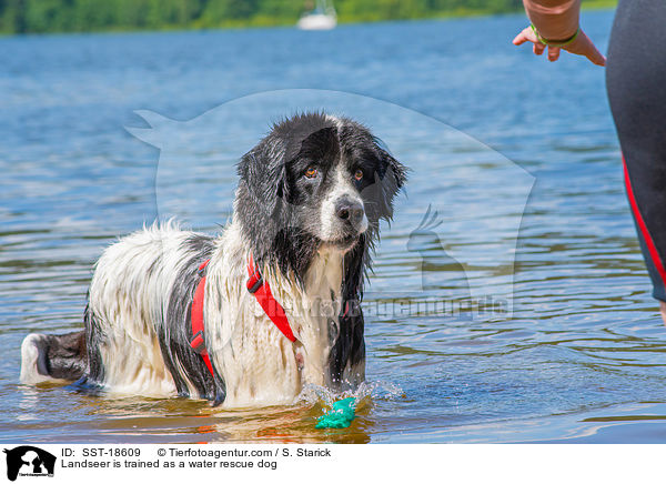 Landseer wird ausgebildet zum Wasserrettungshund / Landseer is trained as a water rescue dog / SST-18609